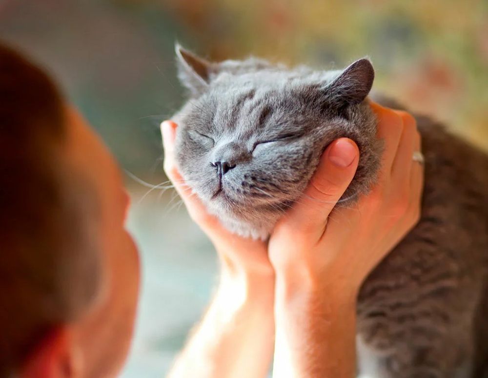 здоровье семьи при кожных болезнях у питомцев