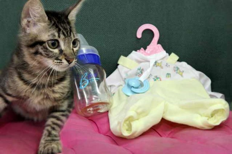 как подружить любимого питомца и новорожденного