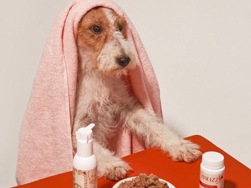 здоровье семьи при кожных болезнях у питомцев