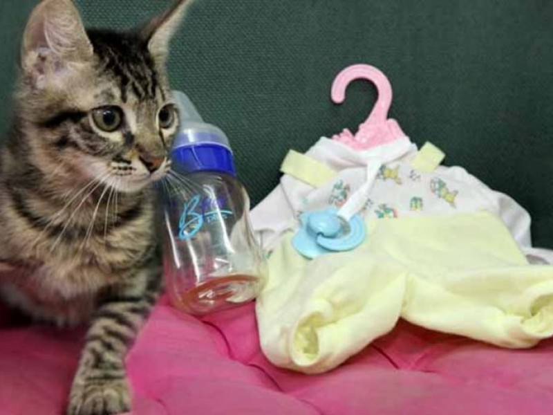 как подружить любимого питомца и новорожденного