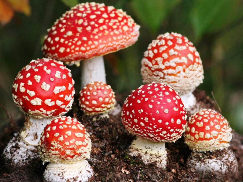 Профилактика отравлений ядовитыми грибами и ягодами